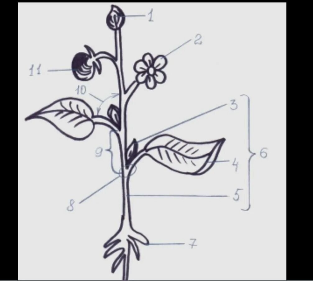 Строение растения рисунок с подписями. Схема строения цветкового растения. Внешнее строение цветкового растения схема. Рис. "Строение цветкового растения". Строение растения без подписей.