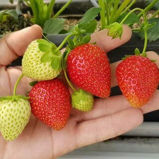 Клубника кантус отзывы