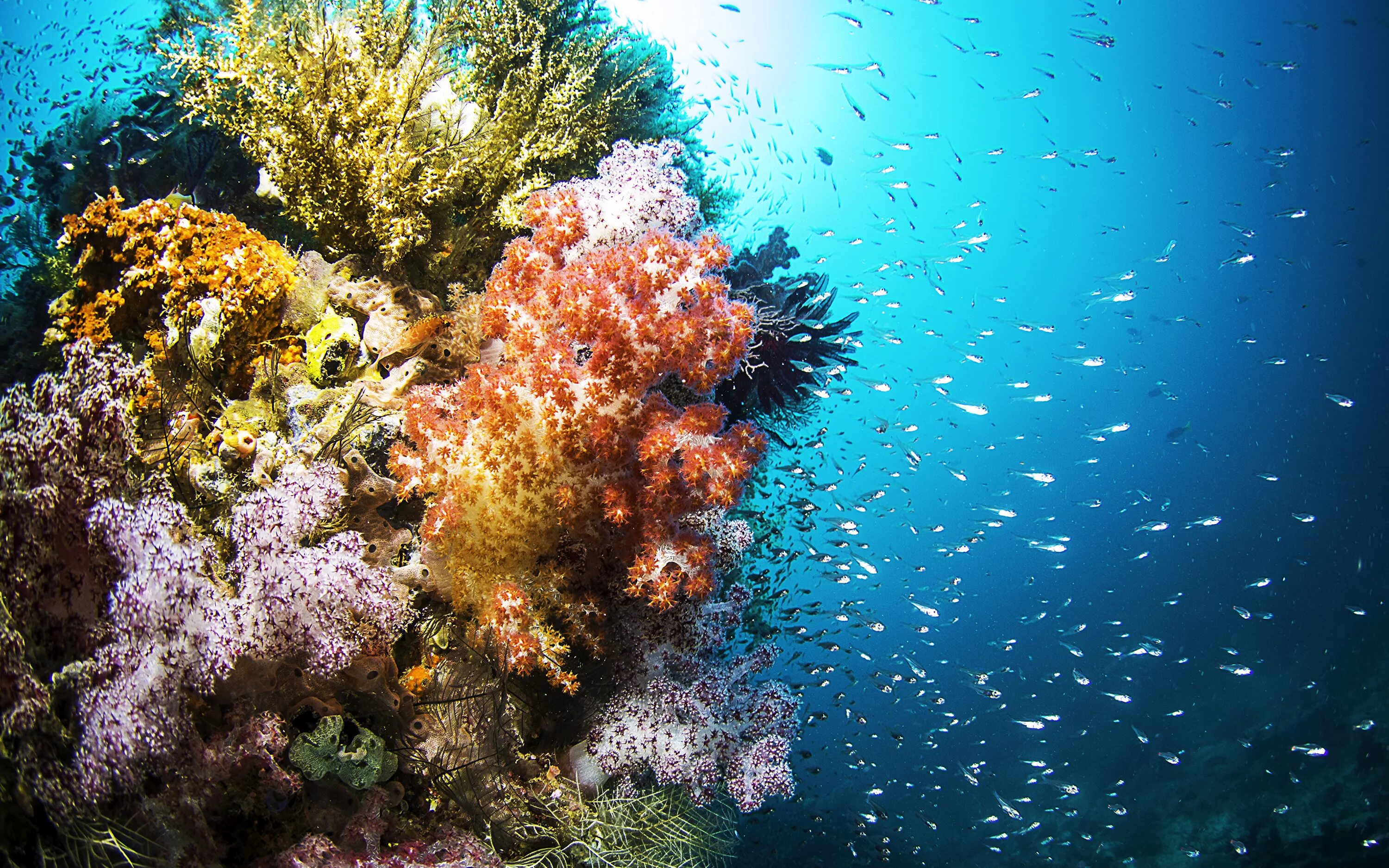 Подводный мир кораллов. Раджа-Ампат рифы. Риф красного моря глубины. Морские водоросли на рифе. Водоросли кораллового рифа.