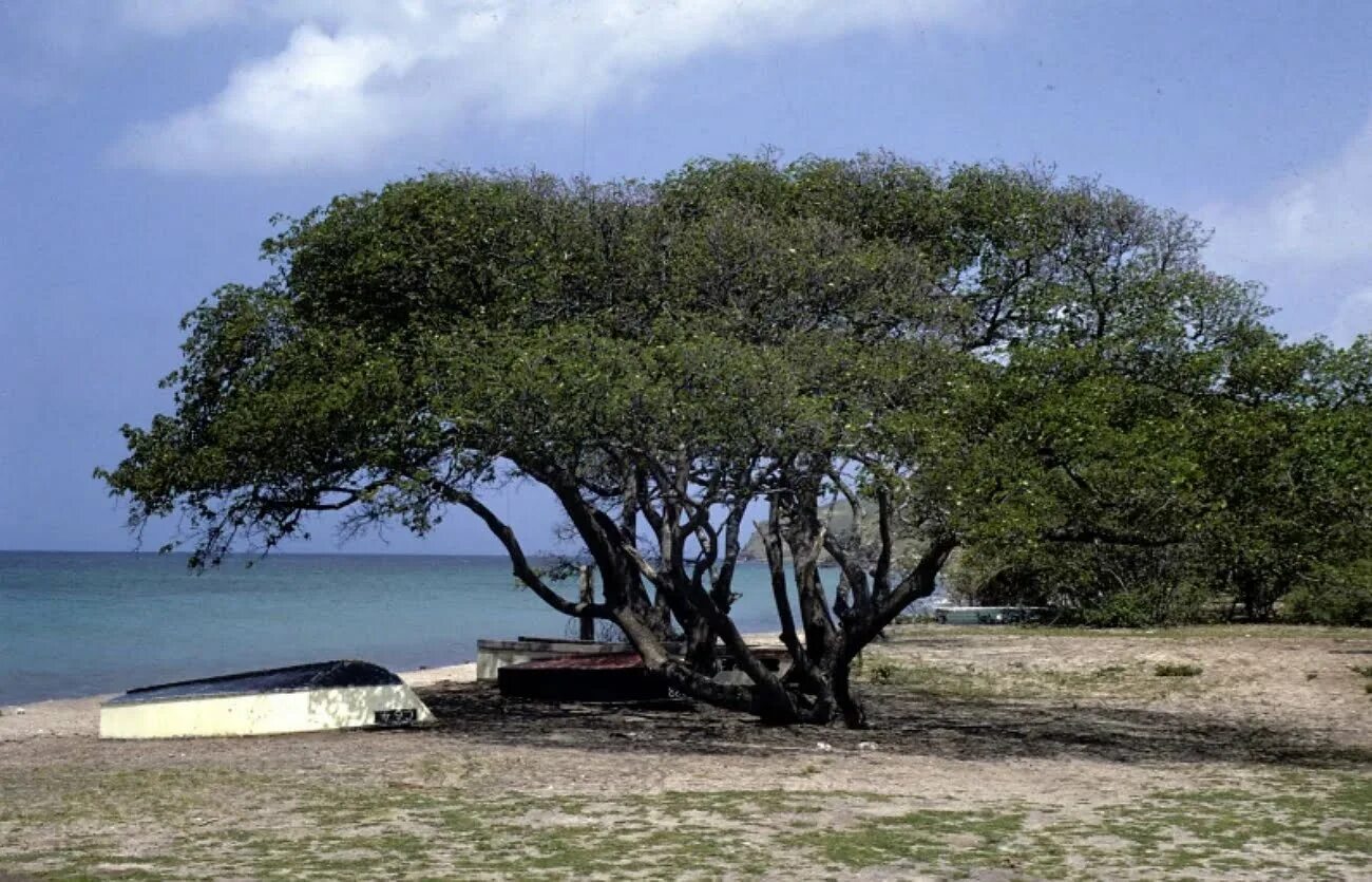 Анчар дерево фото. Анчар дерево фото. Саксаул цветет. Дуб песчаный дерево. Песчаная акация в пустыне россии.