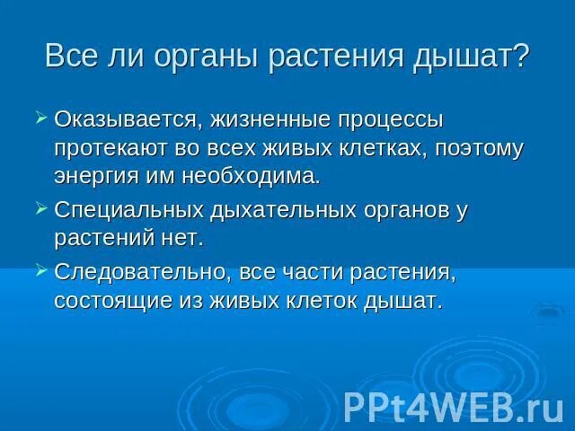 Опыт дыхание органов растений. Все органы растений дышат. Все ли органы растения дышат. Все ли органы растенийдыщат?. Специальные дыхательные органы у растений.