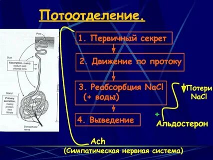 Симпатическая система усиливает потоотделение