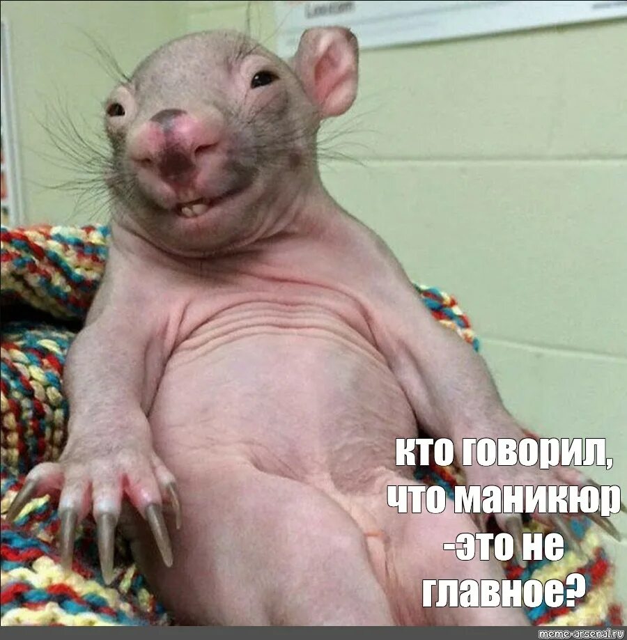 Rat meme