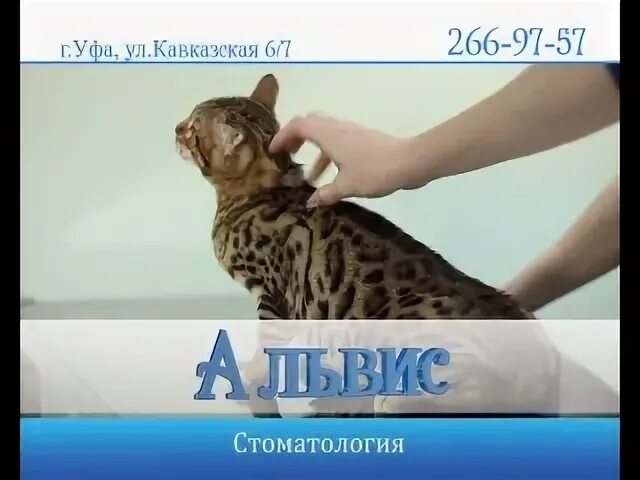 Альвис обнинск. Левитана 14/4 уфа дема. Уфа ветклиника альвис. Альвис групп уфа застройщики. Альвис ветеринарная.