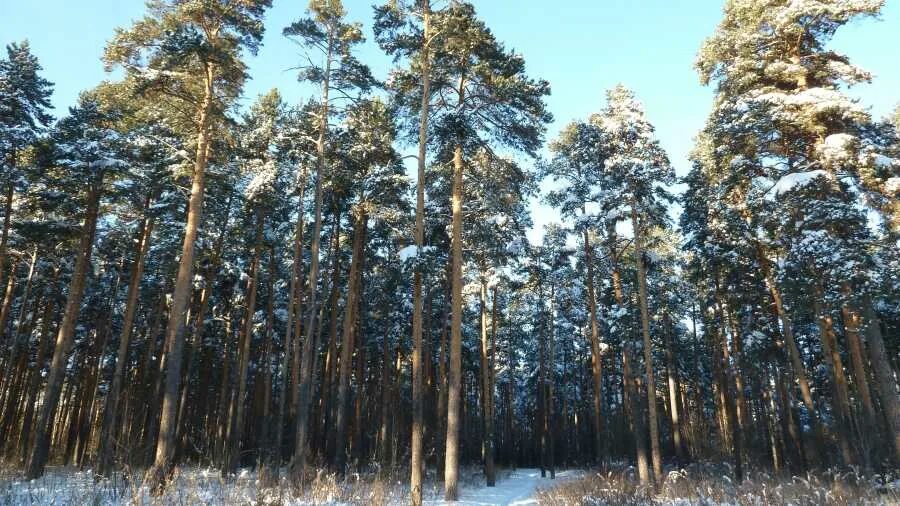 Юго западная лесная. Юго-западный лесопарк. юго-западный лесопарк екатеринбург. лесопарк сосны. лес в академическом.