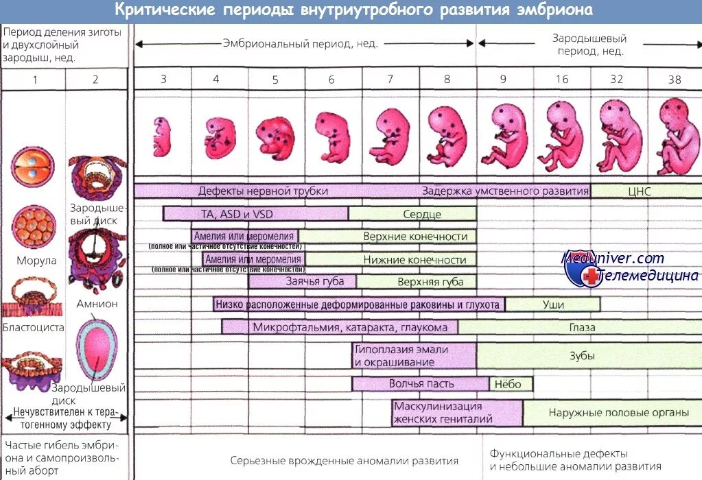 Чем опасен 1 триместр. Критические периоды беременности триместры беременности. Критические периоды развития беременности таблица. Опасные периоды беременности по неделям в первом триместре. Опасные периоды беременности по неделям во втором триместре.