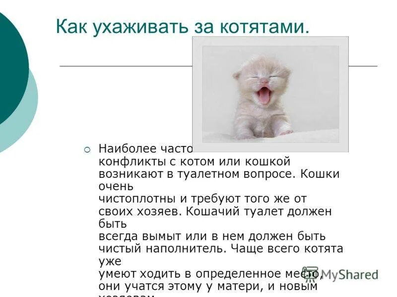 Сколько котятам нужно молока
