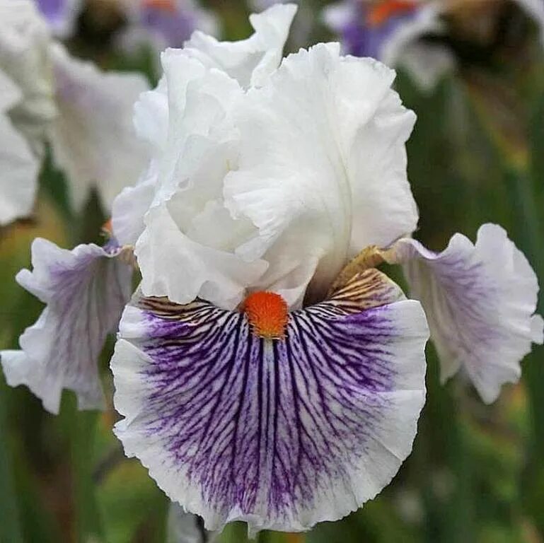 ирис bowled over. ирис брагино. ирис бородатый богдан хмельницкий. ирис голливуд найт. ирис тонколистный синий.