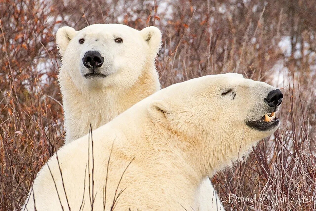 На следующей странице представлены фотографии белого медведя. Белый медведь. Полярный медведь. Белый медведь с медвежатами. Белый медведь обои.