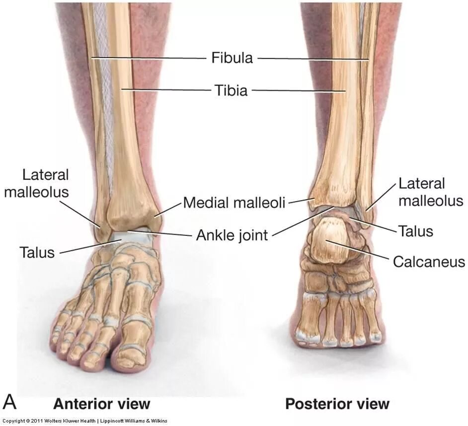 Лодыжка какие кости. Латеральная лодыжка голени. Медиальная лодыжка Malleolus medialis. Наружная лодыжка и малоберцовая кость. Большеберцовая кость лодыжка.