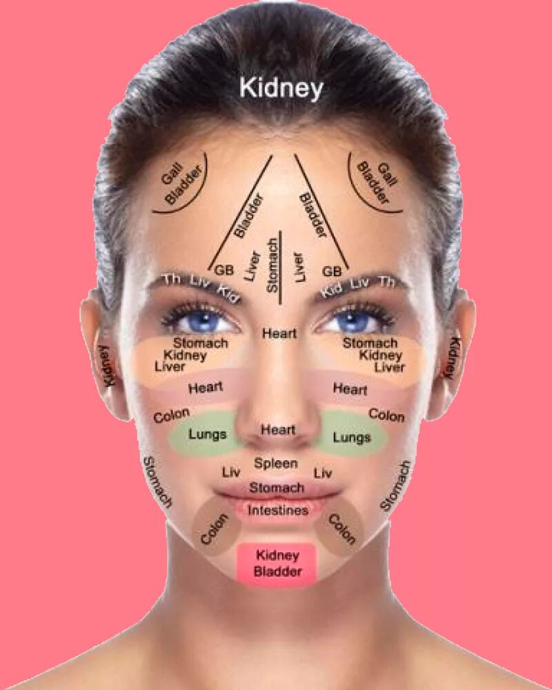 Зоны лица. Части лица названия. Лицо обозначения. Морщины на лице и внутренние органы.