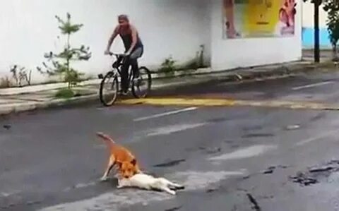 Сбитая кошка на дороге
