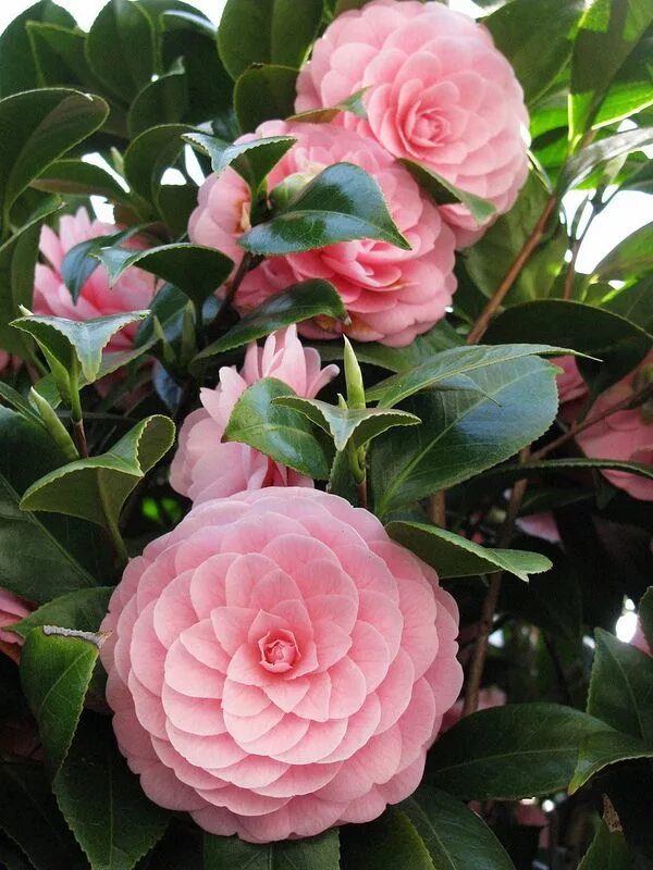 Camelia Ruta de la Camelia Flores, Tipos de flores, Dicas de jardinagem