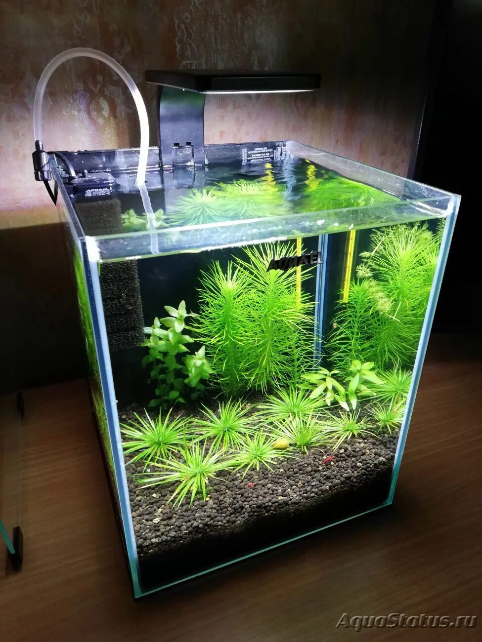 Аквариум акваэль 20 литров куб. Aquael Shrimp Set Smart. Aquael Shrimp Set 20. Креветочник Aquael. Aquael plant