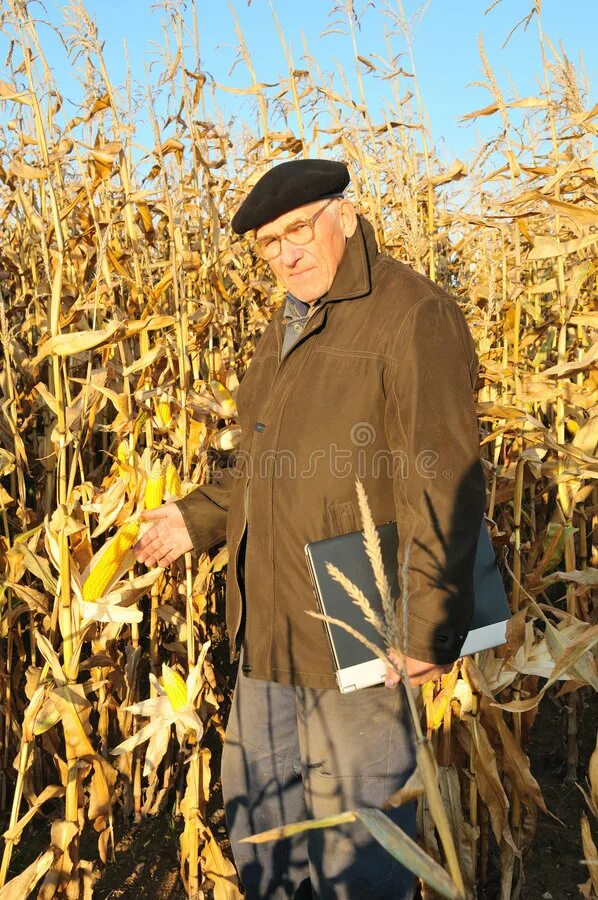 Мужчина в поле. Дед поле. Дедушка на поле штанами. Дед в поле. Каникулы в провансе фильм.