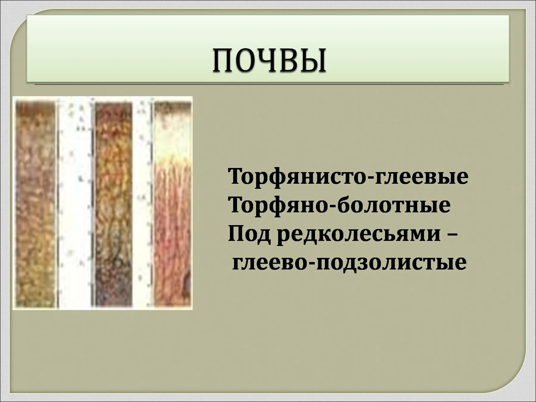 Какая почва в тундре. Какая почва в тундре