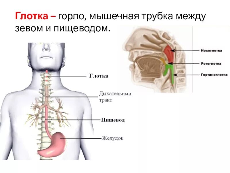 Глотка переходит в пищевод. Глотка гортань пищевод.