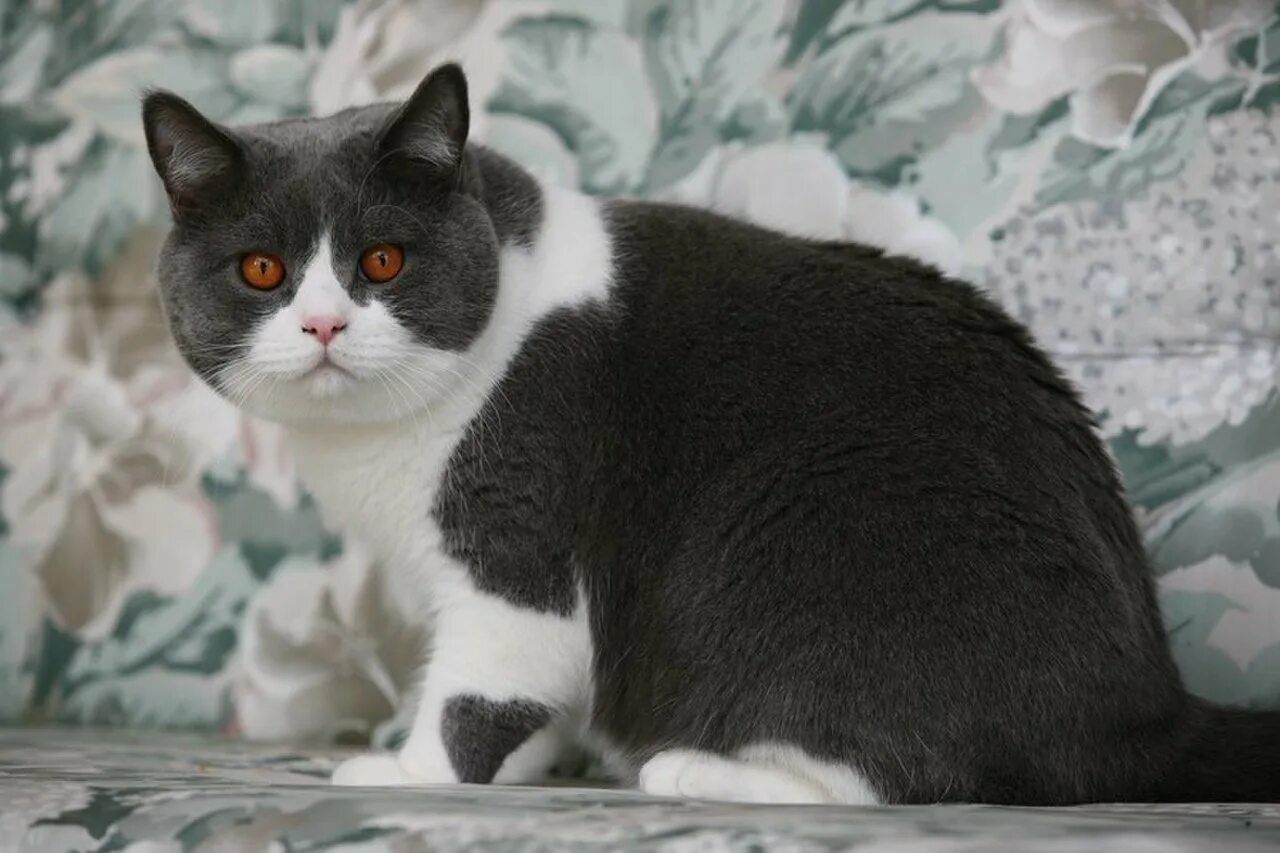 Порода кошек серо белого окраса. Сибирская биколор короткошерстная кошка. Кот британец биколор. Британская короткошёрстная биколор. Британский короткошерстный кот биколор.