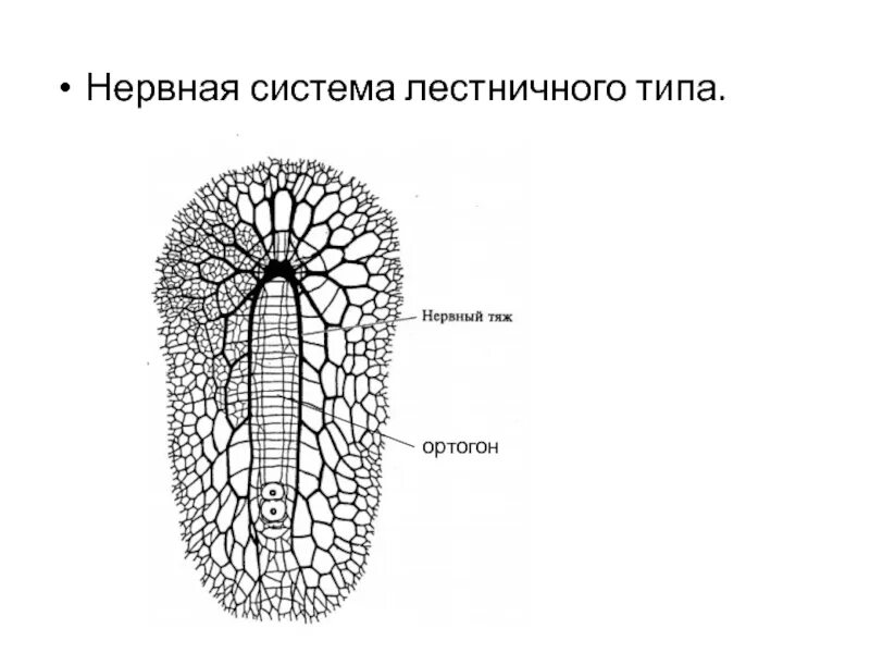 Лестничная нервная система у плоских червей. Нервная система типа ортогон. Ортагон нервная система. Нервная система лестничного типа ортогон у.