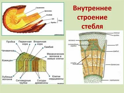 Какую функцию выполняют сердцевина стебля