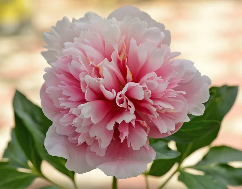 Пион кингс рэнсом. King s ransom пион. Пион heavenly pink. Пион кингс рэнсом. Пион кингс дэй.