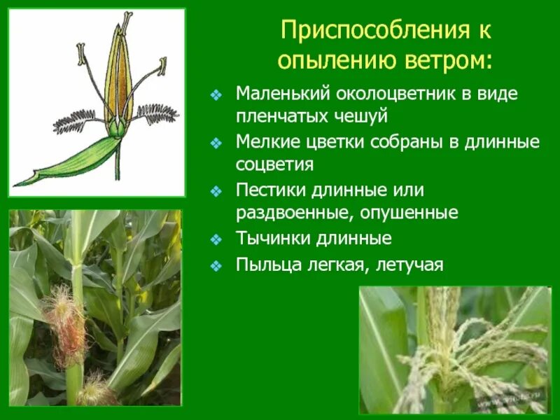 Приспособления растений к опылению ветром. Приспособления цветков к опылению ветром. Приспособление растений к опылению насекомыми. Приспособленность растений к опылению ветром.