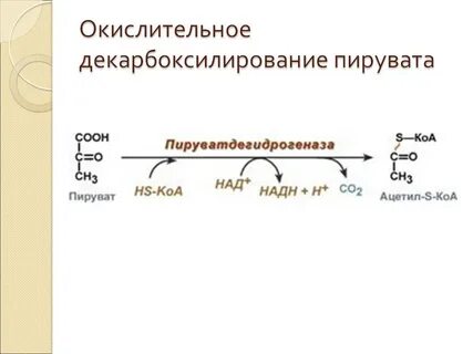 При окислении пвк образуется атф