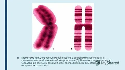4 хромосома человека