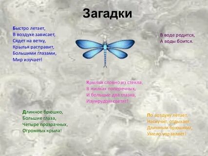 Крылья загадки