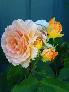 Rose family