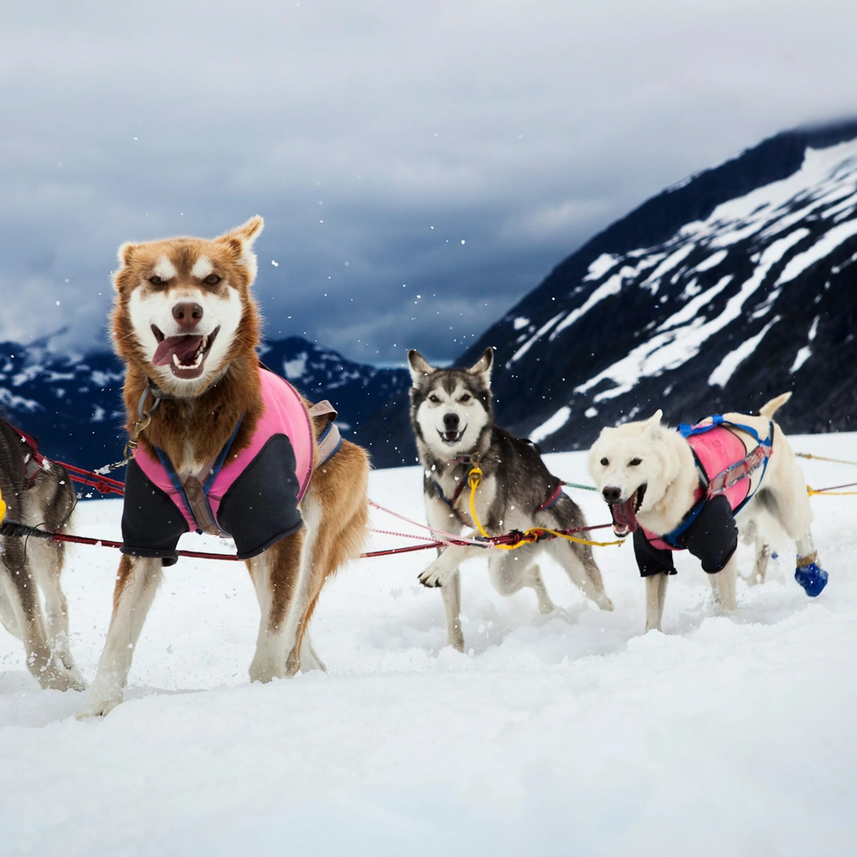 Упряжка на аляске. Хаски ездовые собаки. Ездовые собаки на Аляске. Собачьи упряжки Мурманск. Аляска хаски в упряжке.