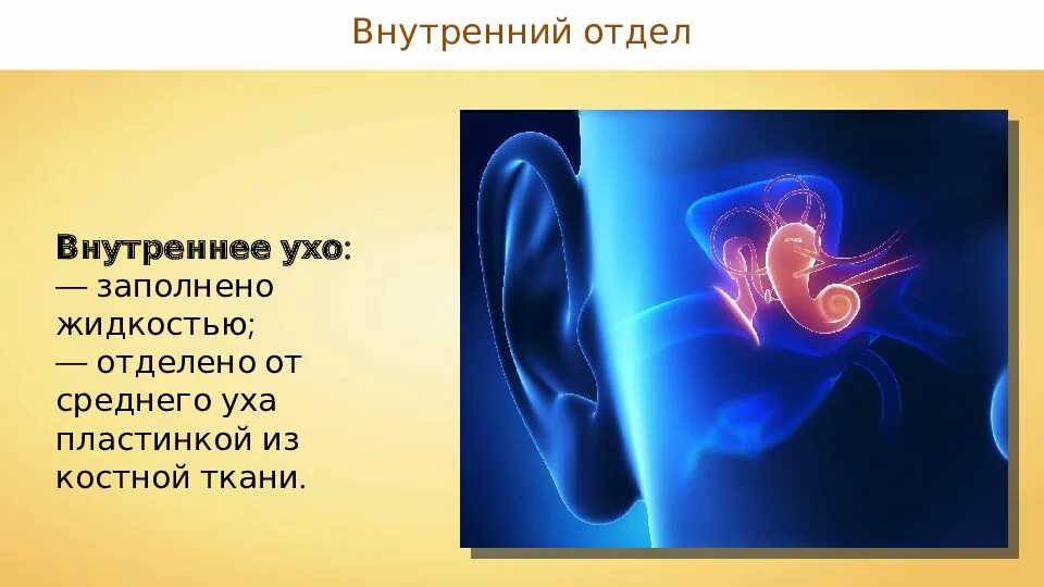Чем заполнено внутреннее ухо. Внутреннее ухо заполнено жидкостью. Жидкости внутреннего уха. Внутреннее ухо отделено от среднего. Часть уха заполненная жидкостью.
