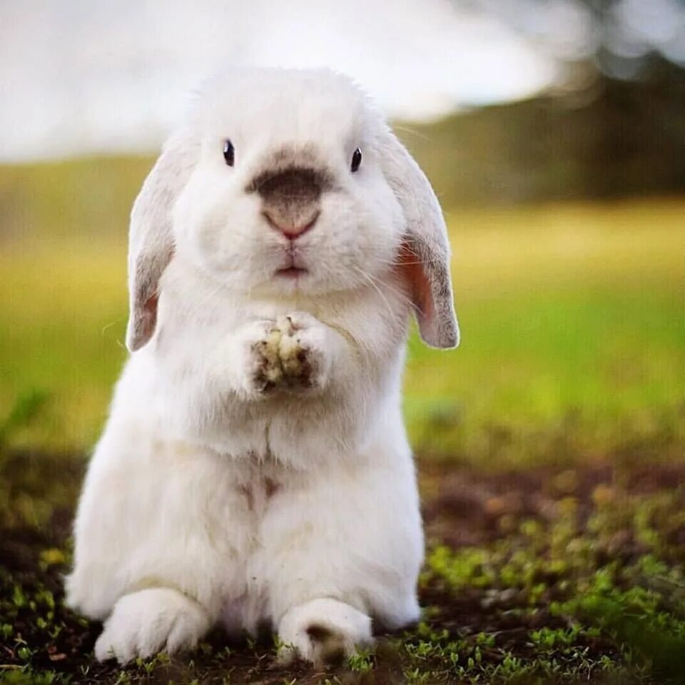 Кролик персиковый вислоухий. Забавные кролики. Радостный кролик. Смешные кролики. Любопытный кролик.