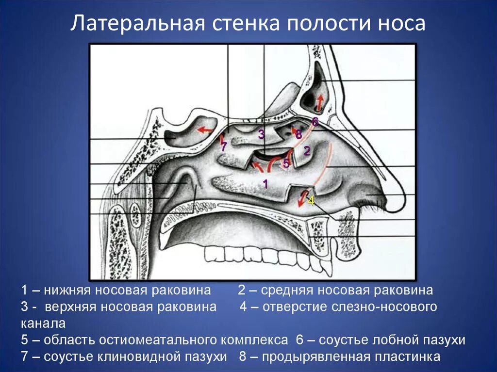Нижняя верхняя средняя носовая раковина анатомия. Строение носовой полости: носовые раковины, носовые ходы.. Стенки носовой полости анатомия. Носовая полость строение кости.
