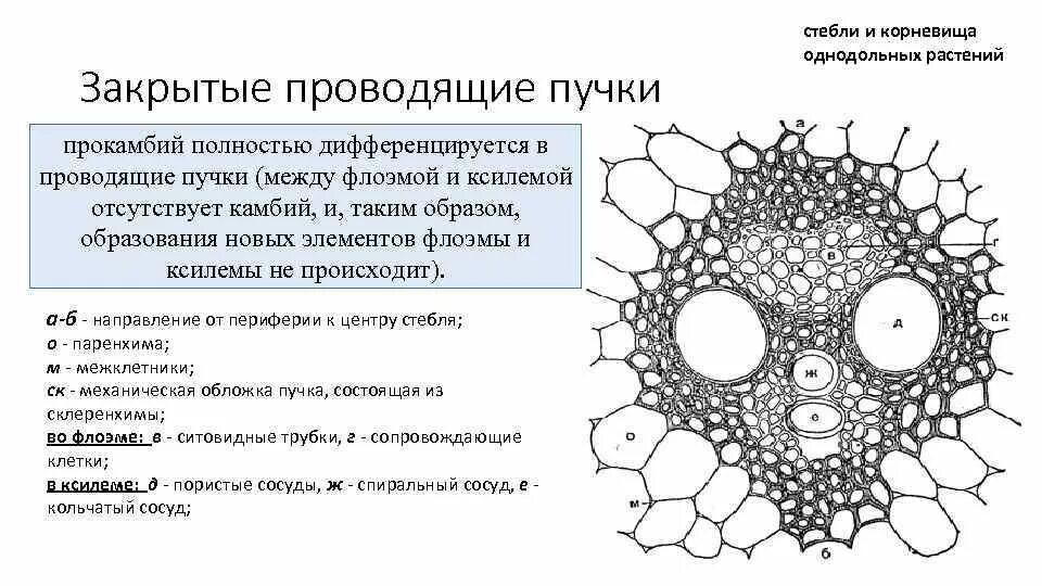 Типы проводящих пучков