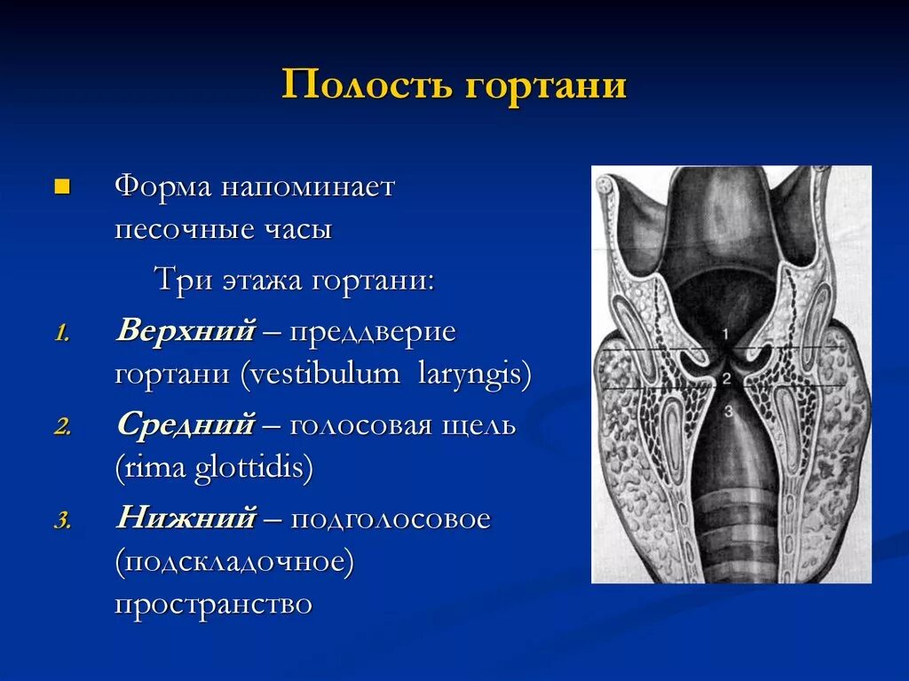 Полость гортани анатомия строение. Подскладочное пространство гортани анатомия. Черпалонадгортанная складка гортани. Гортань желудочки, складки. Карманы глотки