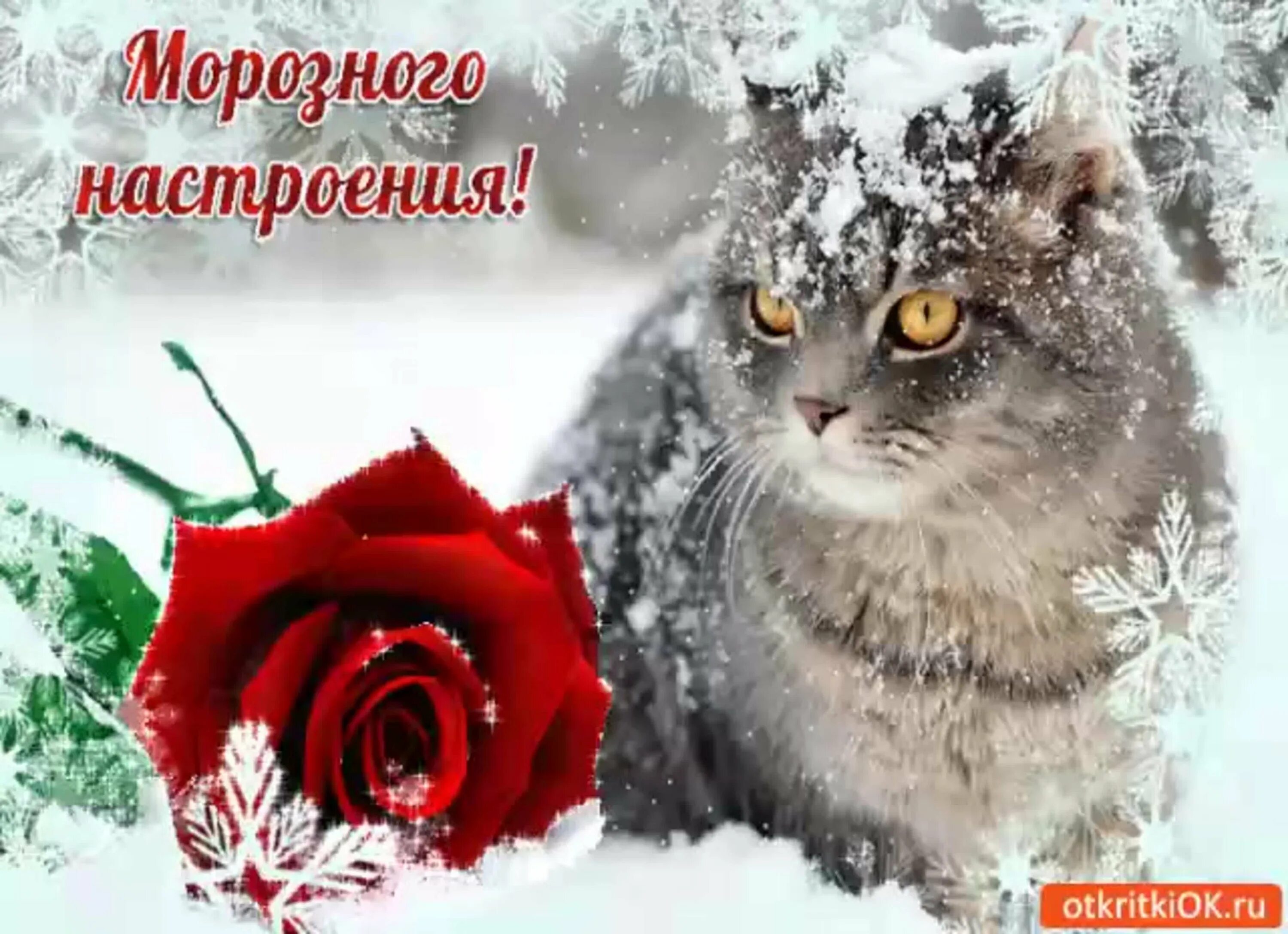 Зимнего утра и хорошего настроения гифки. Прекрасного зимнего дня. Хорошего зимнего настроения. Добрый день зима. Открытки хорошего зимнего настроения.