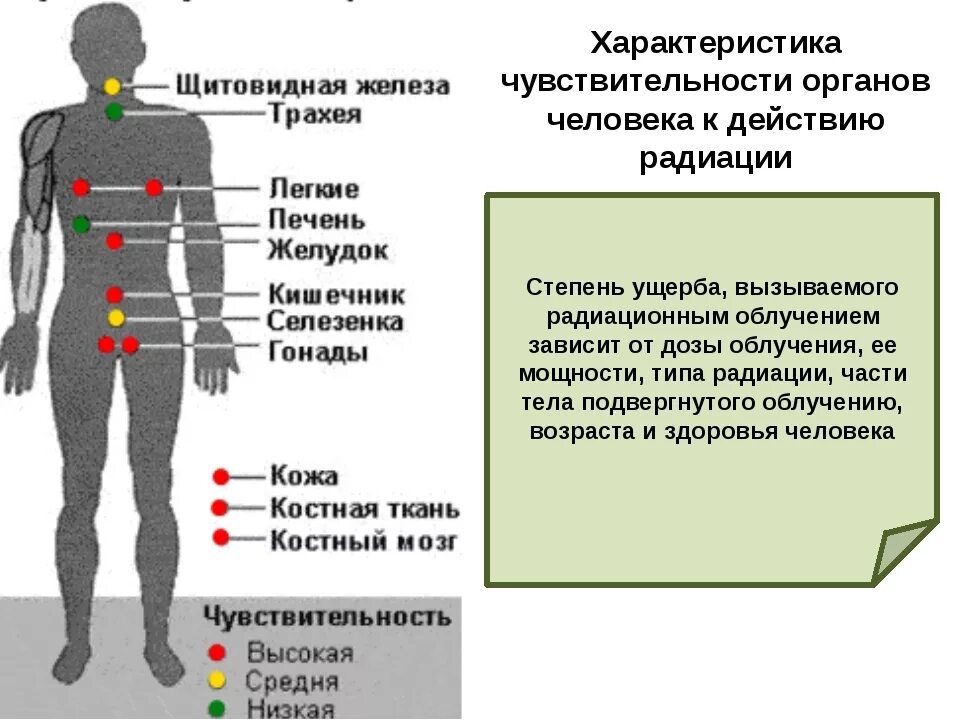 Уязвимые органы. Влияние ионизирующего излучения на органы человека. Влияние радиационного излучения на организм. Внешнее действие ионизирующего излучения на организм человека. При воздействии на организм ионизирующих излучений возникает.