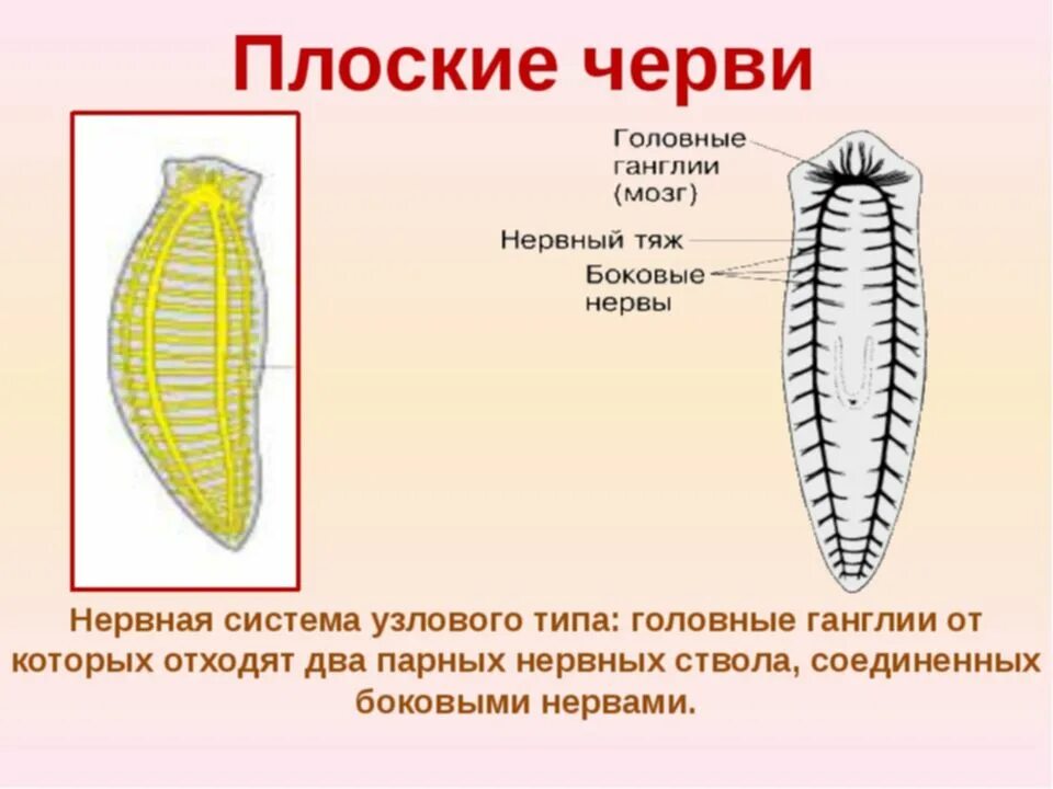 Нервная система плоских червей. Плоские черви строение нервной системы. Нервная система плоских червей Тип. Строение нервной системы плоских червей.