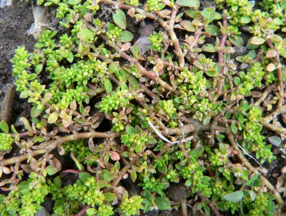 Трава грыжник лечебные. Растение грыжник. Грыжник кавказский. Грыжник душистый. Грыжник кавказский.