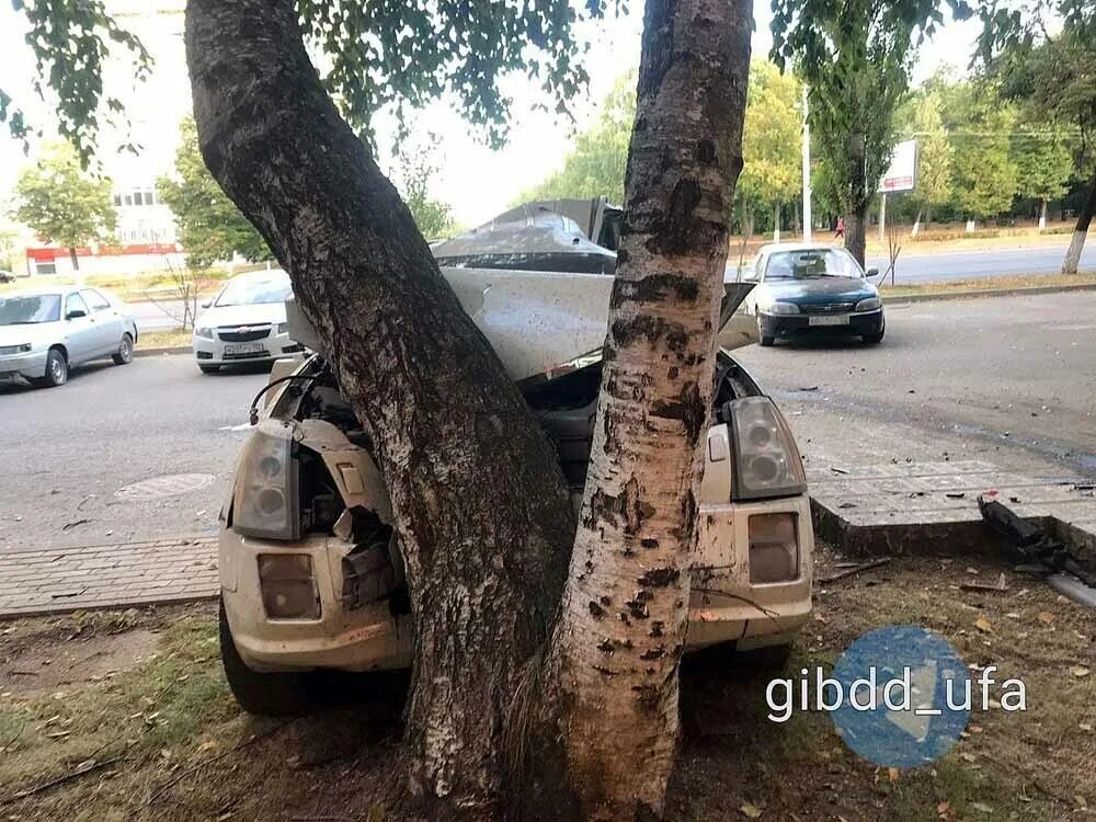 Гражданин сидоров припарковал свой автомобиль на детской. Машина на дереве. Деревья Башкирии.