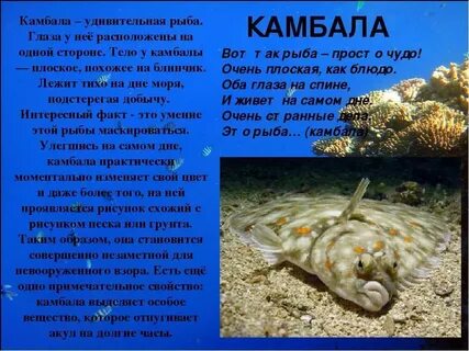 Морская рыба характеристика