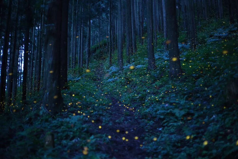 Ночь лес красиво