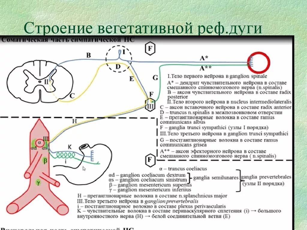 Висцеральный рефлекс. Строение вегетативной рефлекторной дуги. Строение дуги вегетативного рефлекса. Рефлекторная дуга вегетативной нервной системы. Особенности строения рефлекторной дуги вегетативного рефлекса.