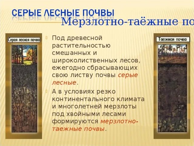 Мерзлотно Таежные, подзолистые почвы осадки мм. Строение мерзлотно таежных почвы. Мерзлотно-Таежные почвы профиль. Мерзлотно-Таежные почвы условия почвообразования.