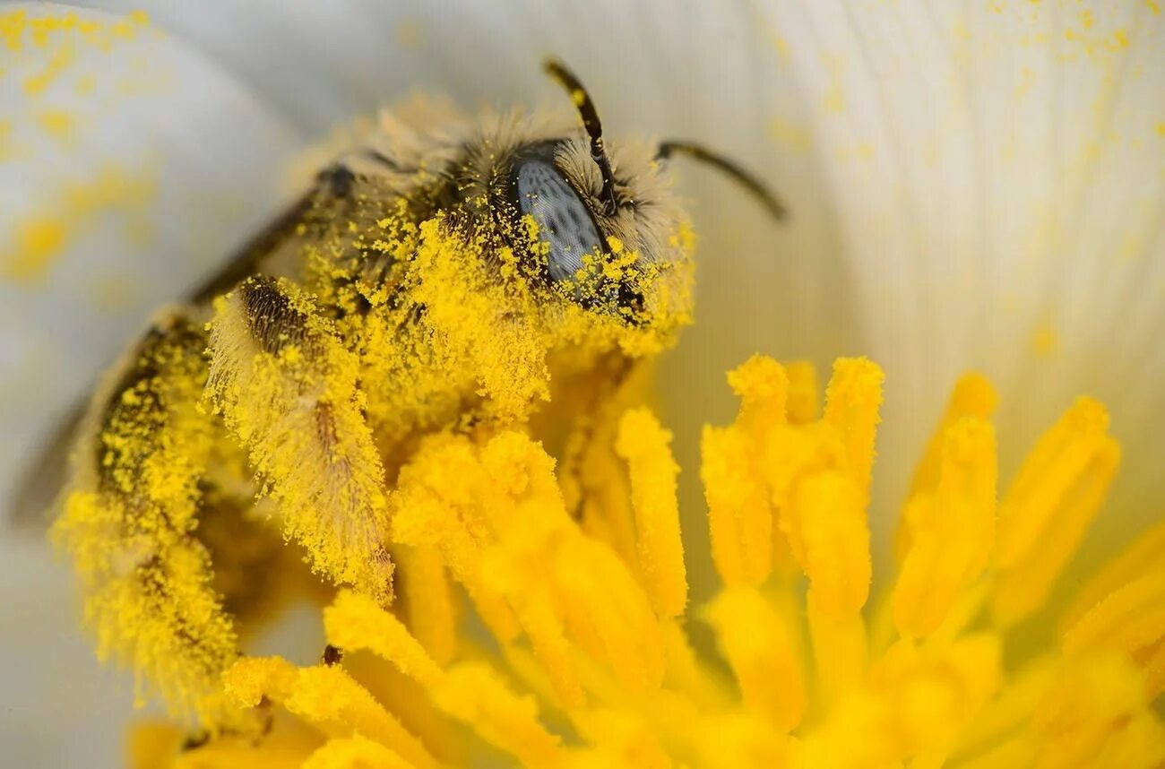 Как выглядит нектар в цветах Pin de Kathleen Boehmig en Bees, Butterflies, Moths & Bugs Fotos de abejas, Foto