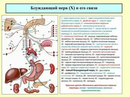 Почему нервы белые