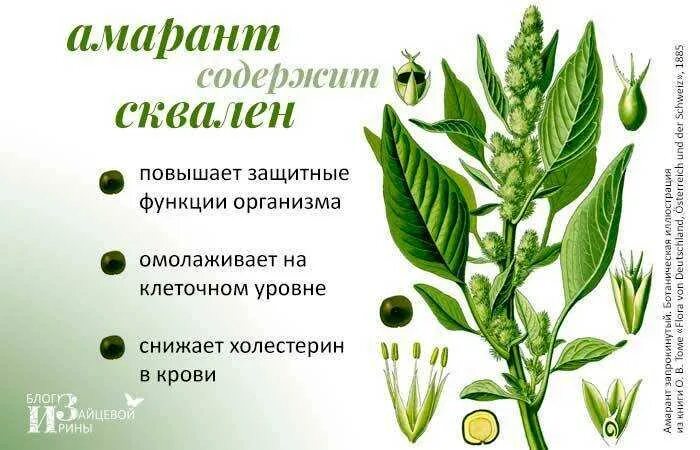 Сквален для чего нужен организму. Сквален растение. Сквален в каких растениях содержится. Амарант растение полезные и вредные качества. Амаранта сквален растение.