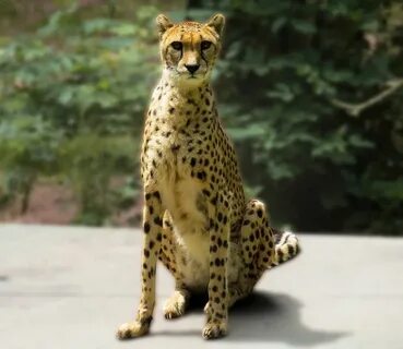 Африканский кошачий хищник
