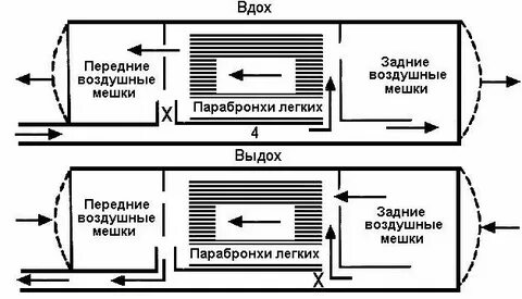 Двойное дыхание у птиц
